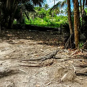 Miraluna 233 At Luum Zama Tulum